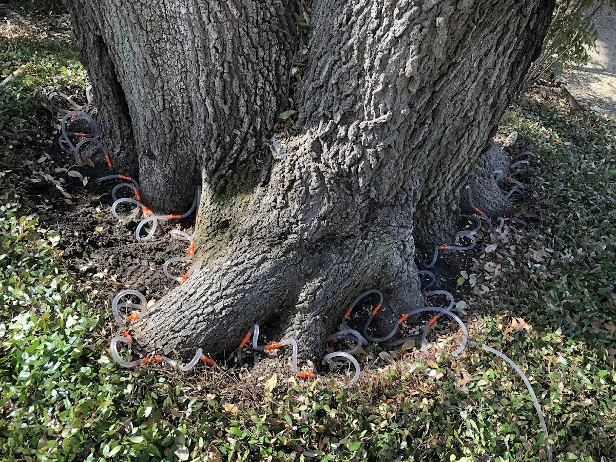 Detailed Tree Cabling and Bracing job site in Stevens Village
