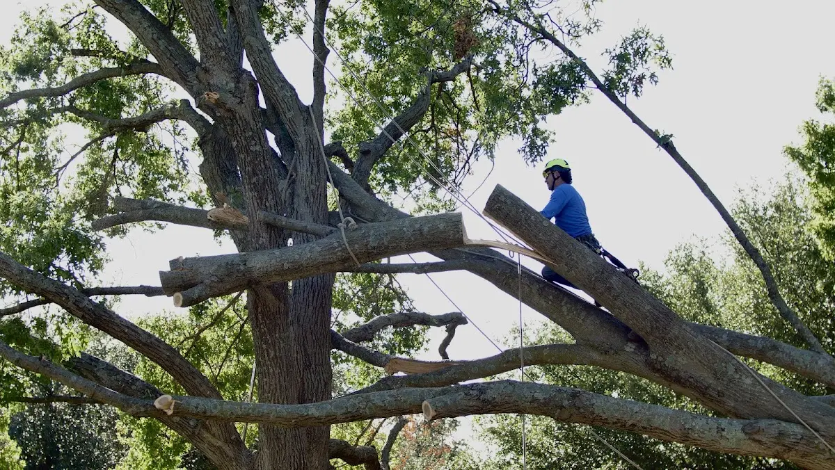 Professional Crown Thinning performed by certified arborists in Stevens Village