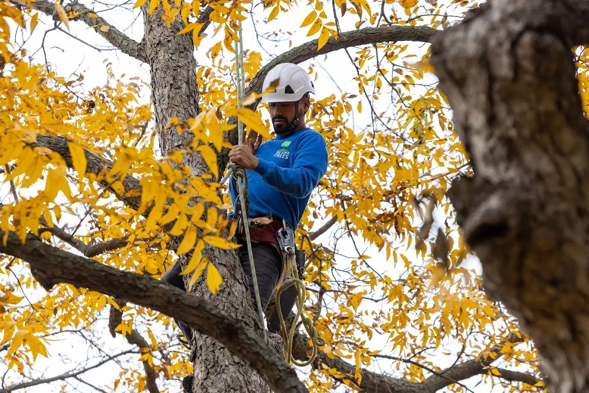 Skilled Tree Pruning crew working in Stevens Village