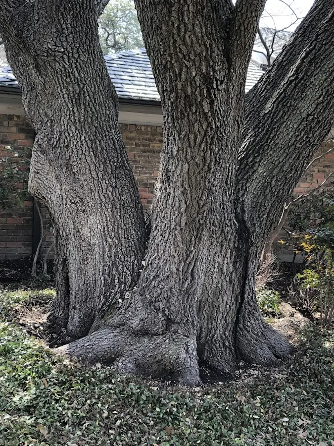 Mature heritage tree close to a Stevens Village property cared for by certified arborists